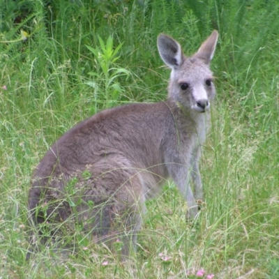 Macropus giganteus (Eastern Grey Kangaroo) at Tennent, ACT - 10 Jan 2022 by MatthewFrawley