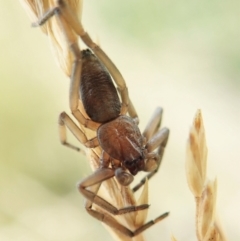 Clubionidae (family) (Sac Spider) at Mount Painter - 13 Jan 2022 by CathB