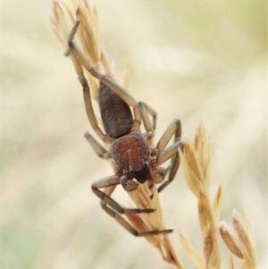 Clubionidae (family) at Cook, ACT - 13 Jan 2022