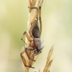 Clubionidae (family) at Cook, ACT - 13 Jan 2022