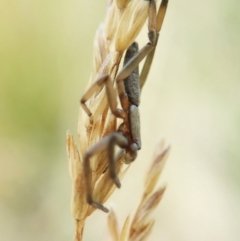 Clubionidae (family) at Cook, ACT - 13 Jan 2022