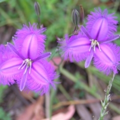 Thysanotus tuberosus subsp. tuberosus (Common Fringe-lily) at Tennent, ACT - 10 Jan 2022 by MatthewFrawley