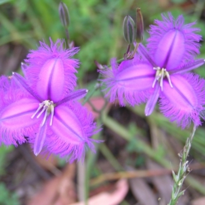 Thysanotus tuberosus subsp. tuberosus (Common Fringe-lily) at Tennent, ACT - 11 Jan 2022 by MatthewFrawley