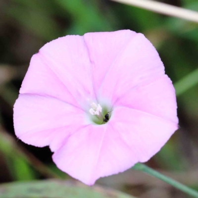 Convolvulus angustissimus subsp. angustissimus (Australian Bindweed) at Yarralumla, ACT - 15 Jan 2022 by ConBoekel