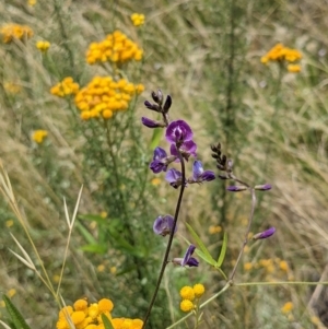 Glycine tabacina at Watson, ACT - 17 Jan 2022