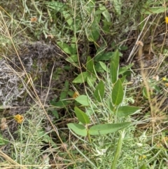 Glycine tabacina at Watson, ACT - 17 Jan 2022