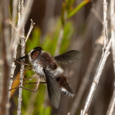 Trichophthalma costalis (Tangle-vein fly) at Acton, ACT - 17 Jan 2022 by Roger