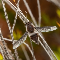 Trichophthalma costalis at Acton, ACT - 17 Jan 2022 10:28 AM