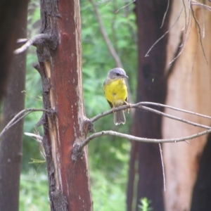 Eopsaltria australis at Tennent, ACT - 10 Jan 2022 04:24 PM