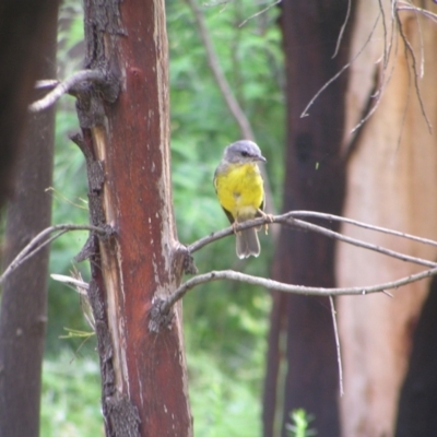 Eopsaltria australis (Eastern Yellow Robin) at Tennent, ACT - 10 Jan 2022 by MatthewFrawley