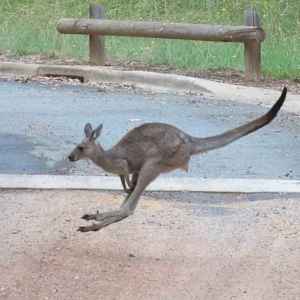 Macropus giganteus at Yarralumla, ACT - 16 Jan 2022