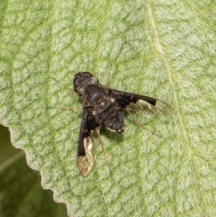 Anthrax dolabratus (Bee fly) at ANBG - 16 Jan 2022 by Roger