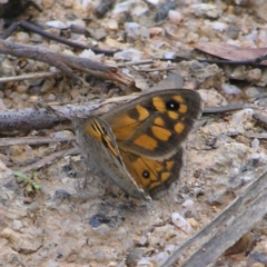 Geitoneura klugii (Marbled Xenica) at Tennent, ACT - 10 Jan 2022 by MatthewFrawley