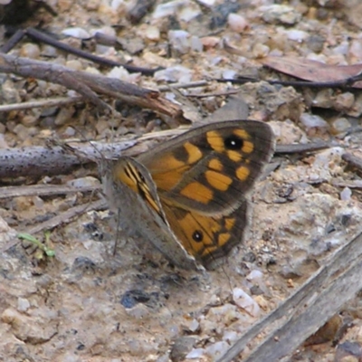 Geitoneura klugii (Marbled Xenica) at Tennent, ACT - 10 Jan 2022 by MatthewFrawley