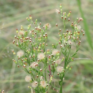 Erigeron bonariensis at Yarralumla, ACT - 16 Jan 2022 10:32 AM