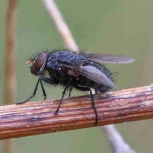 Calliphora vicina at Yarralumla, ACT - 16 Jan 2022