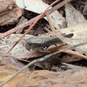 Cryptobothrus chrysophorus at Yarralumla, ACT - 16 Jan 2022 10:54 AM