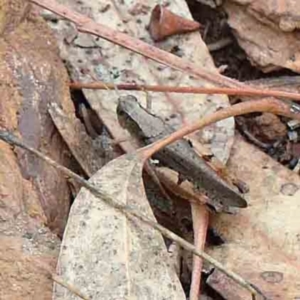 Cryptobothrus chrysophorus at Yarralumla, ACT - 16 Jan 2022 10:54 AM