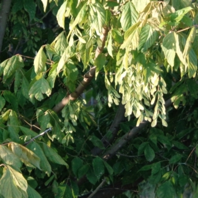 Acer negundo (Box Elder) at Banks, ACT - 16 Jan 2022 by zipping