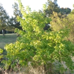 Acer negundo at Banks, ACT - 16 Jan 2022 07:29 PM