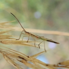 Mutusca brevicornis at Cook, ACT - 12 Jan 2022