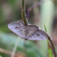 Casbia pallens (Pale Casbia) at Yarralumla, ACT - 16 Jan 2022 by ConBoekel