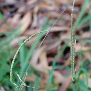 Paspalum dilatatum at Yarralumla, ACT - 16 Jan 2022