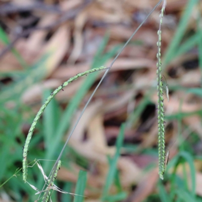 Paspalum dilatatum (Paspalum) at Yarralumla, ACT - 15 Jan 2022 by ConBoekel