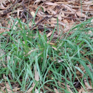 Paspalum dilatatum at Yarralumla, ACT - 16 Jan 2022