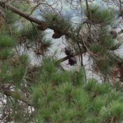 Pinus radiata (Monterey or Radiata Pine) at Blue Gum Point to Attunga Bay - 15 Jan 2022 by ConBoekel