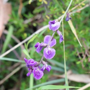 Glycine tabacina at Yarralumla, ACT - 16 Jan 2022 10:59 AM