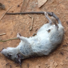 Rattus rattus (Black Rat) at Blue Gum Point to Attunga Bay - 15 Jan 2022 by ConBoekel