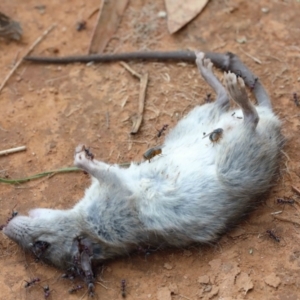 Rattus rattus at Yarralumla, ACT - 16 Jan 2022 10:31 AM