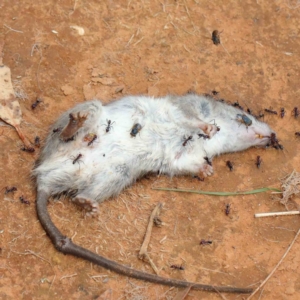 Rattus rattus at Yarralumla, ACT - 16 Jan 2022 10:31 AM