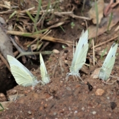 Pieris rapae (Cabbage White) at Molonglo Valley, ACT - 8 Jan 2022 by CathB
