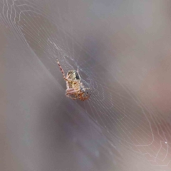 Araneinae (subfamily) (Orb weaver) at Yarralumla, ACT - 16 Jan 2022 by ConBoekel