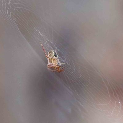 Araneinae (subfamily) (Orb weaver) at Yarralumla, ACT - 16 Jan 2022 by ConBoekel