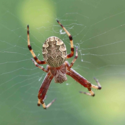 Araneus hamiltoni (Hamilton's Orb Weaver) at Yarralumla, ACT - 16 Jan 2022 by ConBoekel