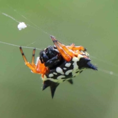 Austracantha minax (Christmas Spider, Jewel Spider) at Yarralumla, ACT - 16 Jan 2022 by ConBoekel