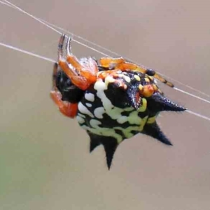 Austracantha minax at Yarralumla, ACT - 16 Jan 2022 10:51 AM