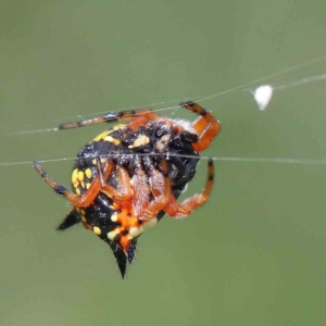 Austracantha minax at Yarralumla, ACT - 16 Jan 2022