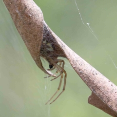 Phonognatha graeffei (Leaf Curling Spider) at Yarralumla, ACT - 16 Jan 2022 by ConBoekel
