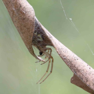Phonognatha graeffei (Leaf Curling Spider) at Yarralumla, ACT - 16 Jan 2022 by ConBoekel