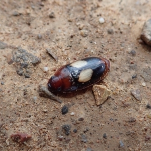 Sphallomorpha ruficollis at Molonglo Valley, ACT - 8 Jan 2022 02:04 PM