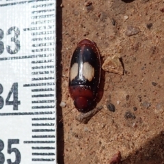 Sphallomorpha ruficollis at Molonglo Valley, ACT - 8 Jan 2022 02:04 PM