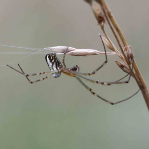 Leucauge dromedaria at Yarralumla, ACT - 16 Jan 2022