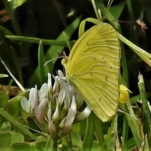 Eurema smilax at Acton, ACT - 17 Jan 2022