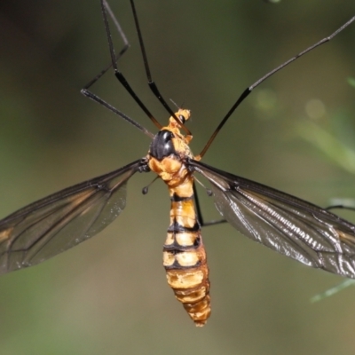 Leptotarsus (Leptotarsus) clavatus (A crane fly) at ANBG - 16 Jan 2022 by TimL