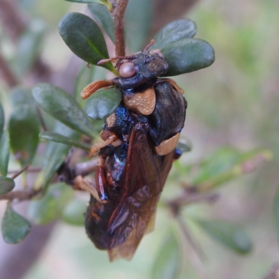 Perga sp. (genus) (Sawfly or Spitfire) at Stromlo, ACT - 17 Jan 2022 by HelenCross