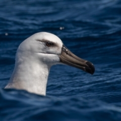 Thalassarche impavida (Campbell Albatross) at Undefined - 30 Aug 2018 by rawshorty